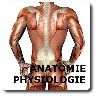 Formation En Anatomie Et Physiologie